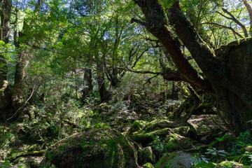 屋久島の白谷雲水峡の苔むす森