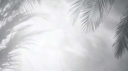 Obraz premium Palm shadow overlay, tropical summer, white background