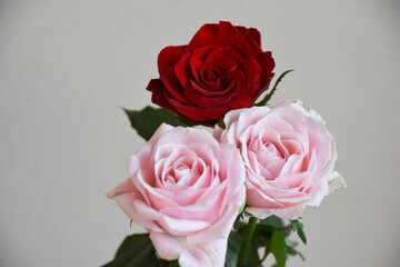 赤とピンクの薔薇