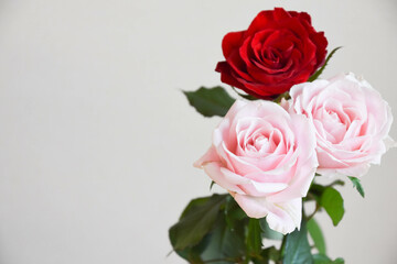 赤とピンクの薔薇
