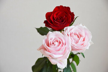 赤とピンクの薔薇