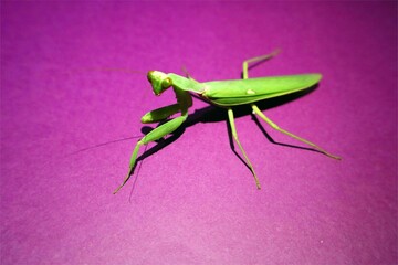 Green praying mantis isolated on pink background.