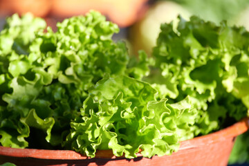 Fresh green lettuce in a terracotta pot at a sunny market