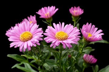 bright illuminated pink aster on a black background, soft focus with generative ai