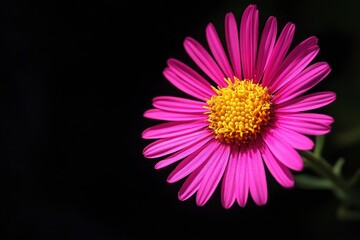 Obraz premium bright illuminated pink aster on a black background, soft focus with generative ai