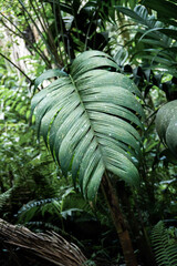 Close-up of a large tropical palm leaf with intricate details and natural imperfections, surrounded...