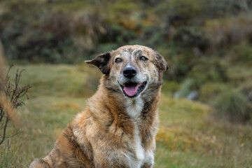 Fototapeta premium Happy dog in the mountain. Mountain dog. Traveling dog