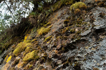 Shot of Moss on stone wall