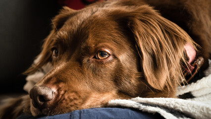 A brown dog with soulful eyes rests its head on a cozy blanket, gazing thoughtfully. The soft lighting highlights its warm fur and peaceful expression.