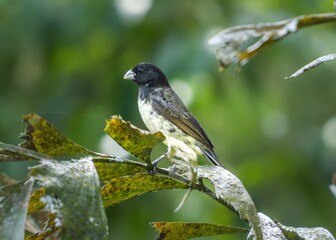 Close-up of a black and white bird with a sharp beak perched on a tropical branch, surrounded by green foliage. The bird appears alert in its natural habitat. Sporophila nigricollis