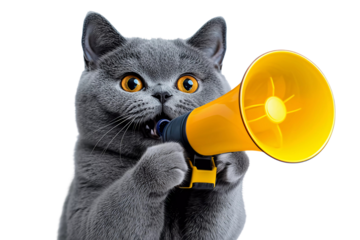 A British shorthair blue cat is holding a megaphone and spreading the message. Pet concept