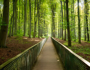Fototapeta premium Walkway in a green spring beech forest. Beautiful natural tunnel. Green forest road
