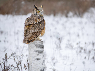 Great Horned Owl perched in Winter, snowy blurred background