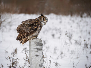 Great Horned Owl perched in Winter, snowy blurred background