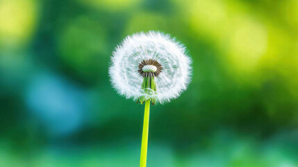 Fototapeta premium close up macro shot of single dandelion seed head, showcasing its delicate structure and vibrant green background. image evokes sense of tranquility and natural beauty