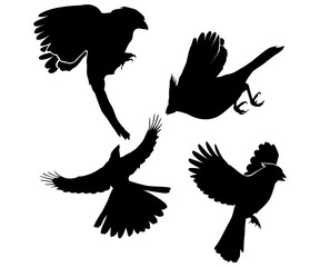 Obraz premium Flying bird different poses silhouette illustration