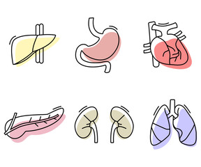 Human organs hand drawn flat design illustration