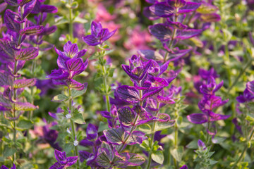 Pink and Purple Leaves in the Summer