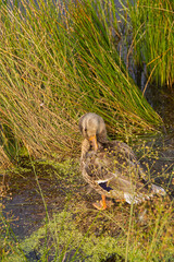 A Mallard Duck amongst the Tall Grass