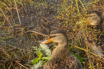 A Mallard Duck amongst the Tall Grass
