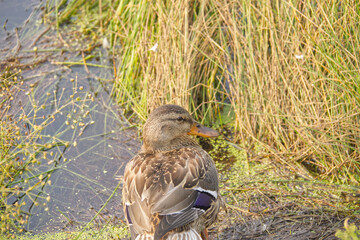 A Mallard Duck amongst the Tall Grass