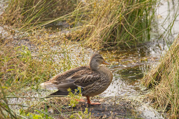 A Mallard Duck amongst the Tall Grass