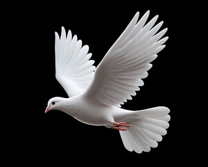 White dove in flight against black background.