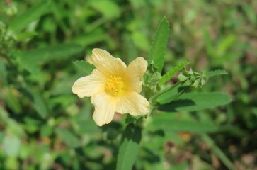 Fototapeta premium Sida rhombifolia flower in Florida nature, closeup
