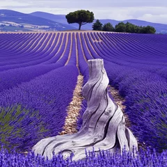 Gardinen Serene Lavender Field with Weathered Tree Stump in Provence © ThaiAi