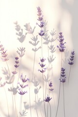 Naklejka premium Lavender flowers and shadows against a white background.