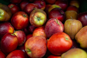 juicy red chief apples background