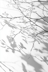 Minimalist grayscale image of branches and leaves casting shadows on a white background.