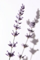 Naklejka premium Two lavender sprigs against a white background, casting shadows.