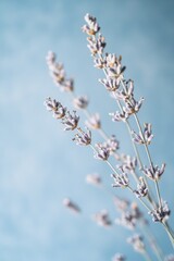 Fototapeta premium Close-up of dried lavender stems against a light blue background.