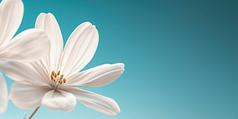 Fototapeta premium Two delicate white flowers against a teal background.