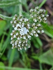 Fototapeta premium A small white Cow Parsnip blossom in the early stages of blooming and green leaves as a backdrop.