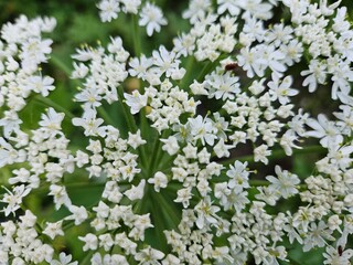 Closeup of the small white delicate blossoms of a Cow Parsnip plant.