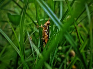 Grasshopper in the grass 