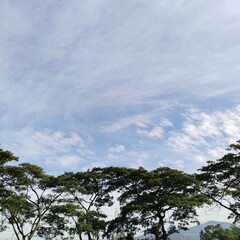 clouds and trees