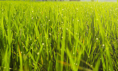 Dew-kissed Rice Paddies: A Lush Morning Scene