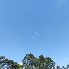 Obraz premium trees and blue sky