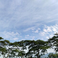 clouds and trees