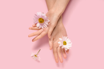 Beautiful female hands with chrysanthemum flowers on pink background