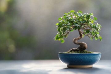 Serene bonsai tree, indoor setting, sunlight, calm background, zen meditation