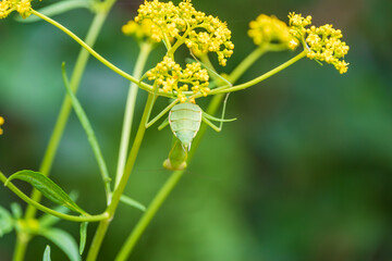 オミナエシとカマキリの夏の共演