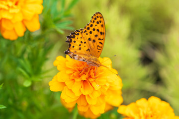 キバネツママダラとマリーゴールドの出会い