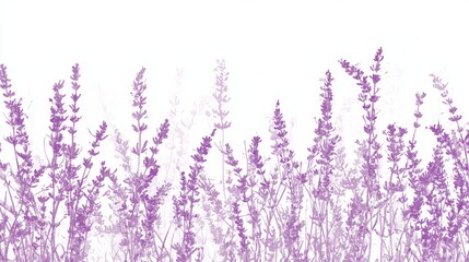 Naklejka premium A soft-focus shot of lavender fields in bloom, symbolizing devotion and serenity. 