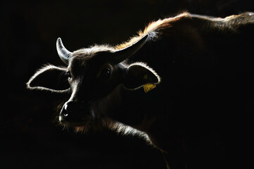 Buffalo glows in the dark, the head close-up has a beautiful rim light on a black background. The eyes were innocent and sad.