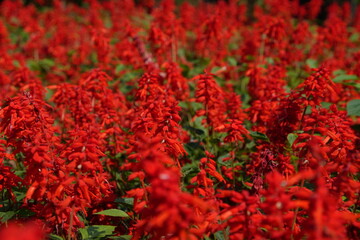 red flowers in the garden