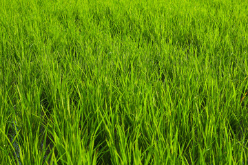 Dew-kissed Rice Paddies: A Lush Morning Scene